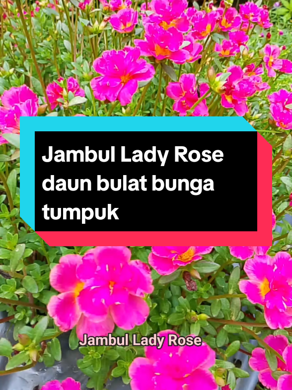 @Husna Florist