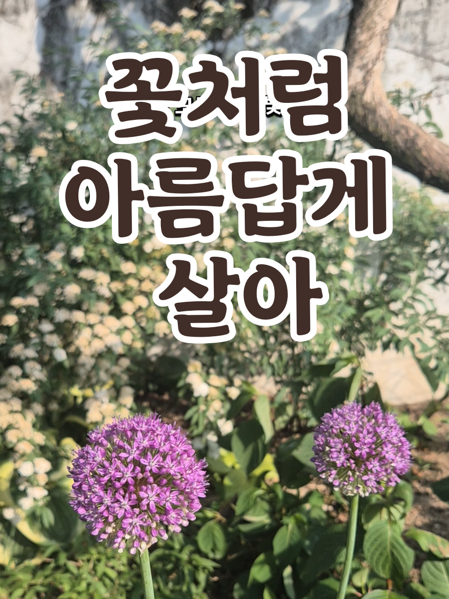 @송화찌