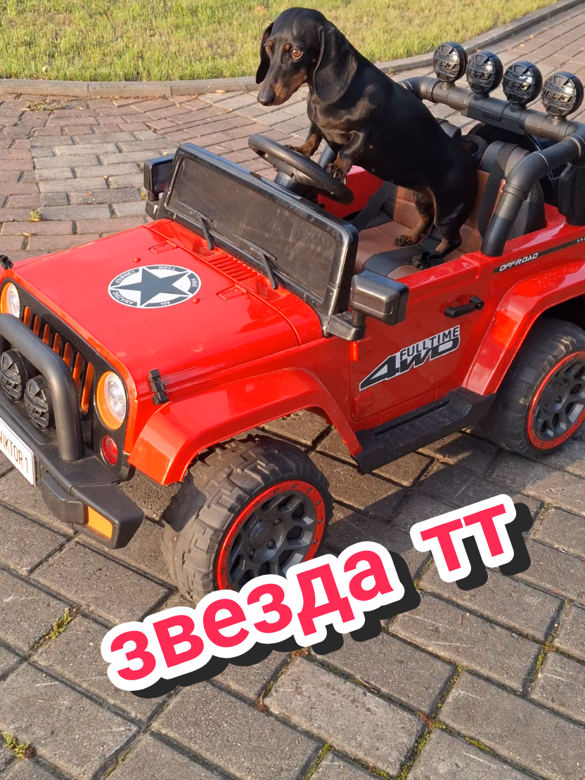 @ШПУЛЬКА. Весёлая такса!