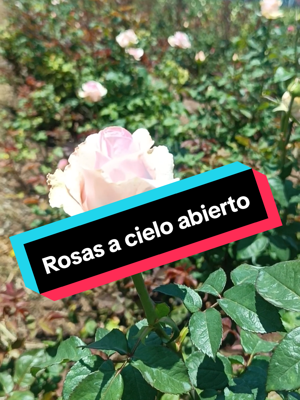 @liz._ Mendozza