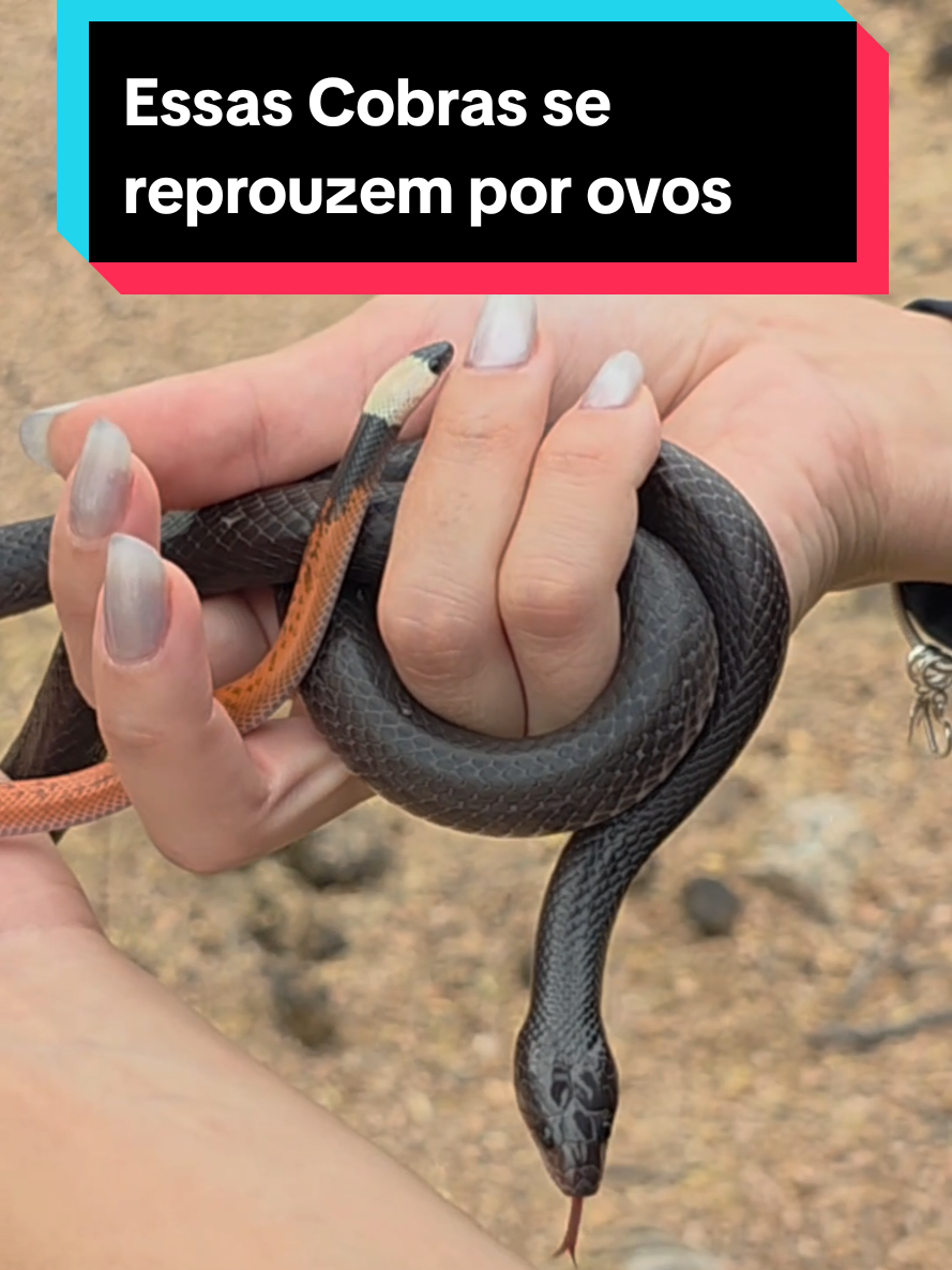 @Princesa das Serpentes