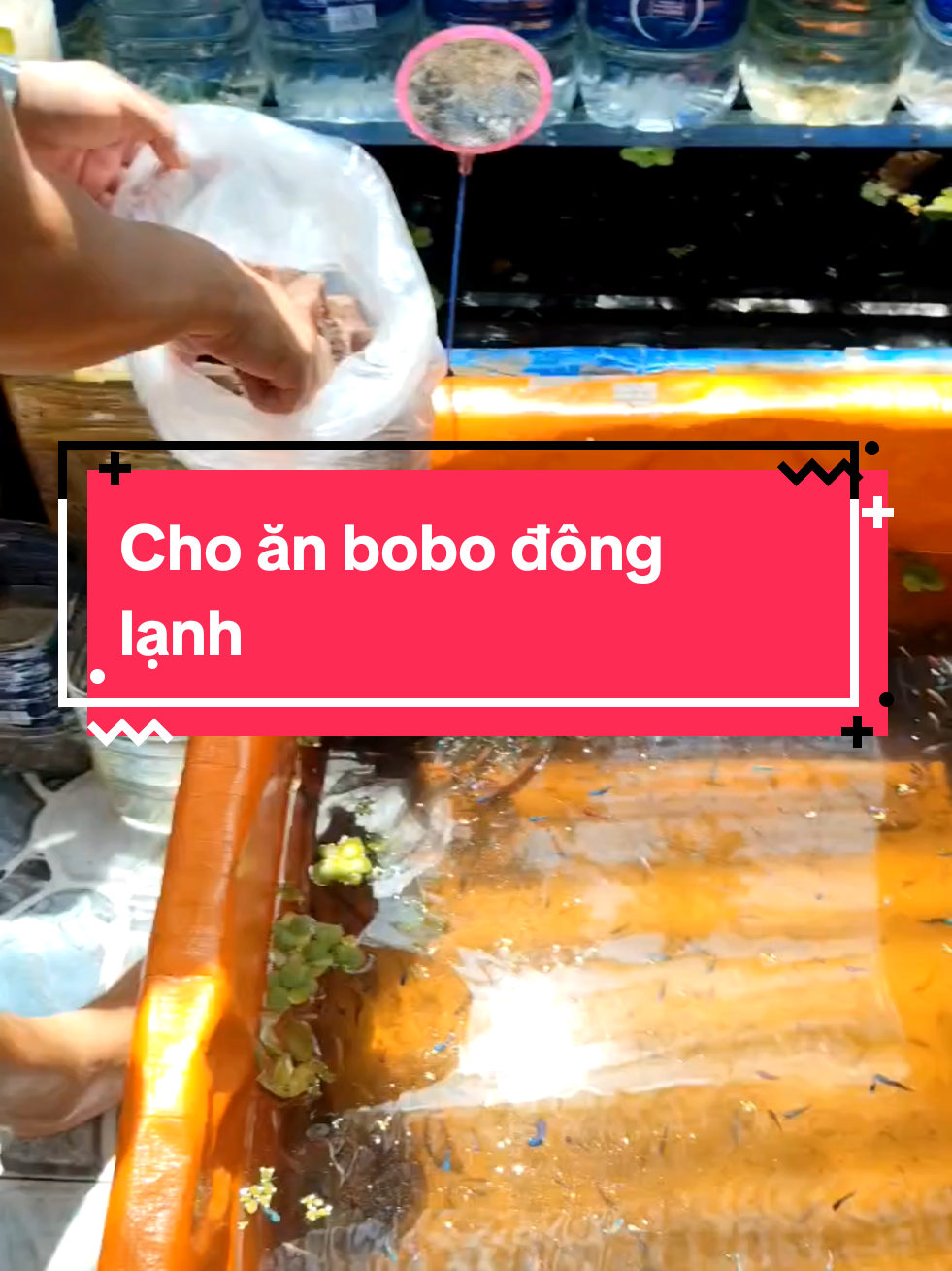 @Nhi Nguyễn Betta