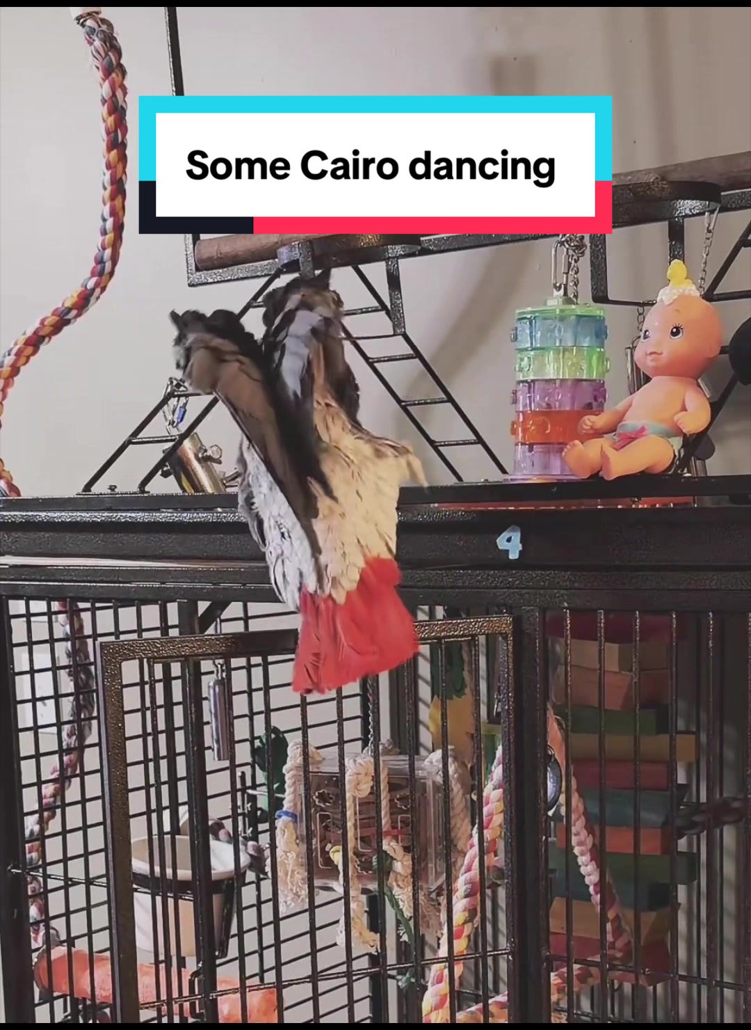 @Cairo the Grey