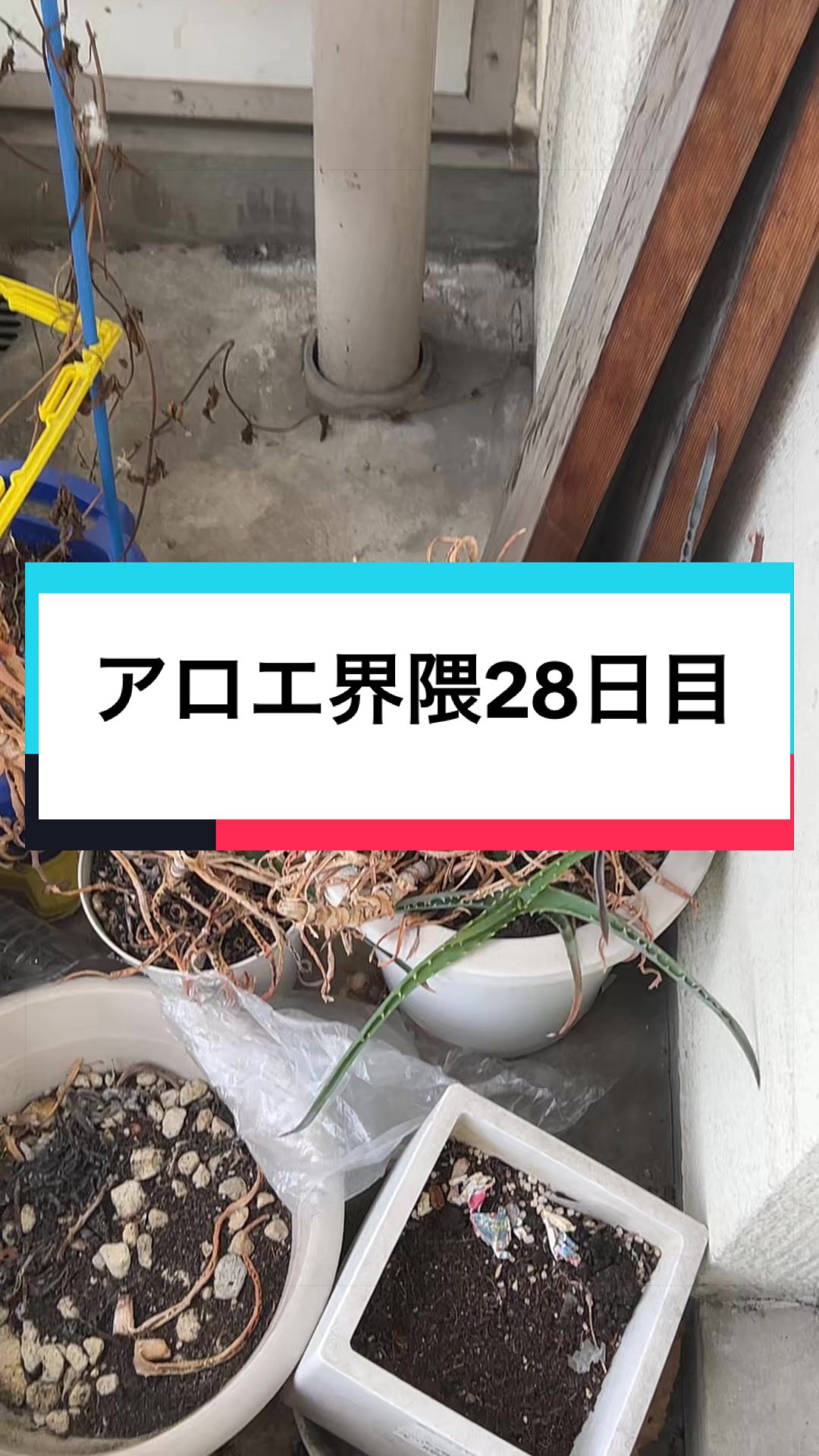 @オタクのみずっきー⚪️🟣🔵