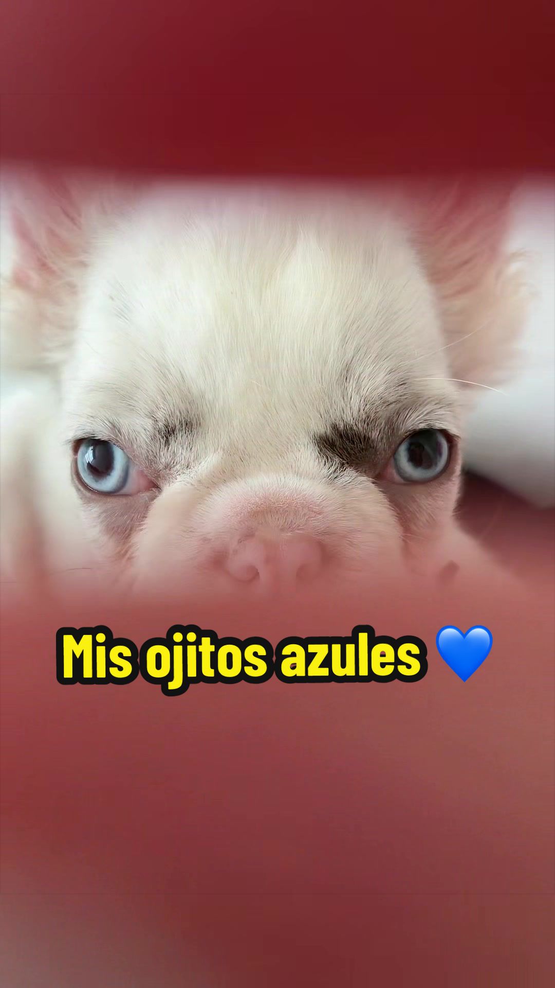 @grachilez