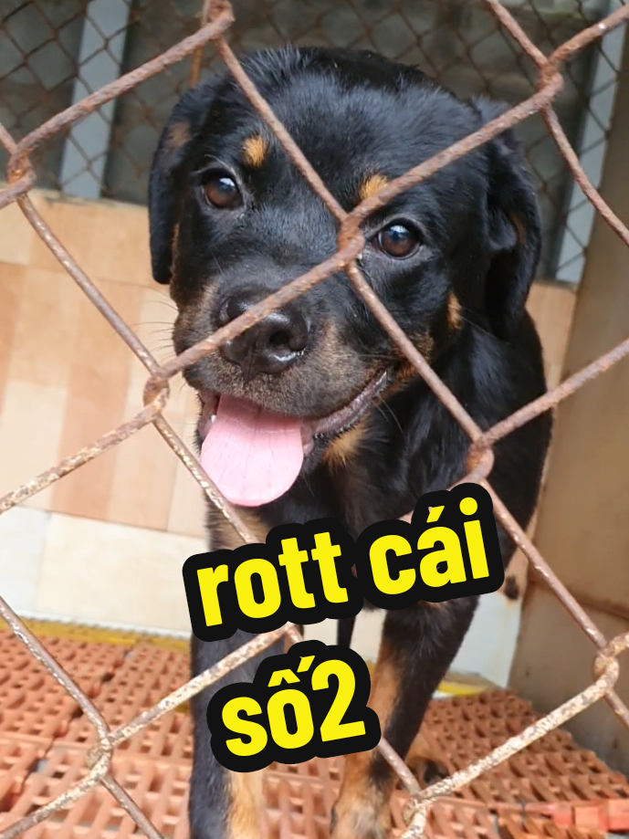 @Trại Ch&oacute; &Uacute;t S&aacute;u