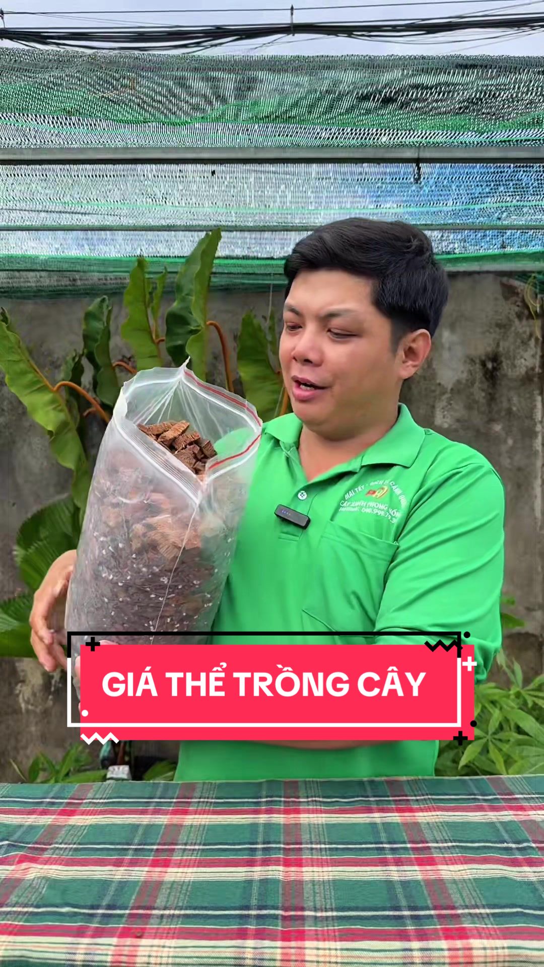 @C&acirc;y Xanh Phong Hồng