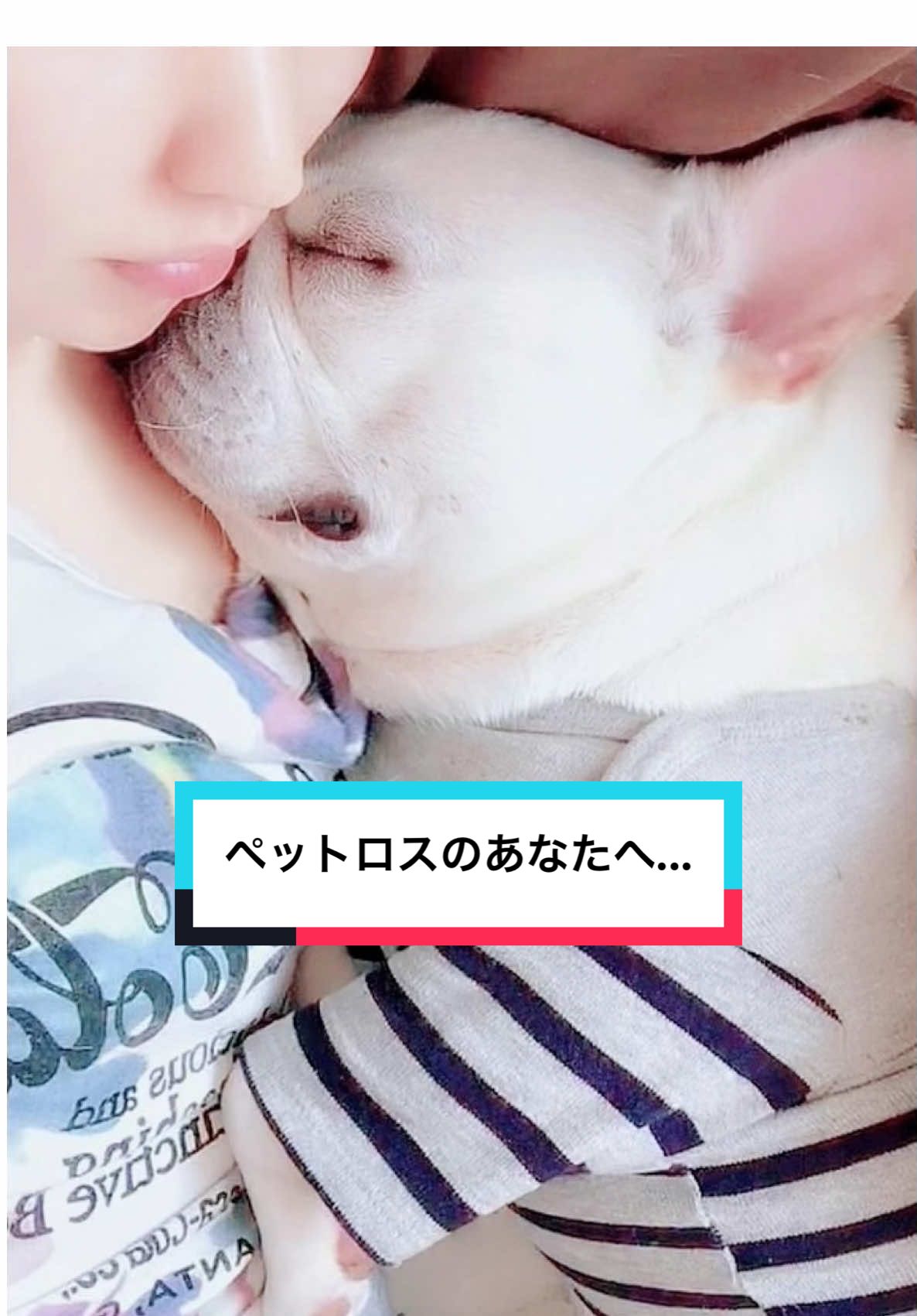 @フレンチブルドッグのPorco(ポルコ)🐷