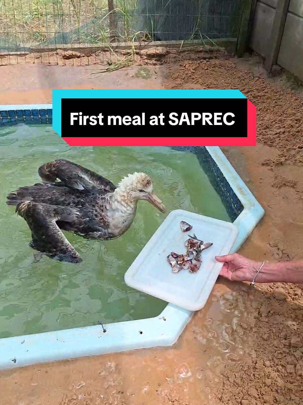 @SAPREC