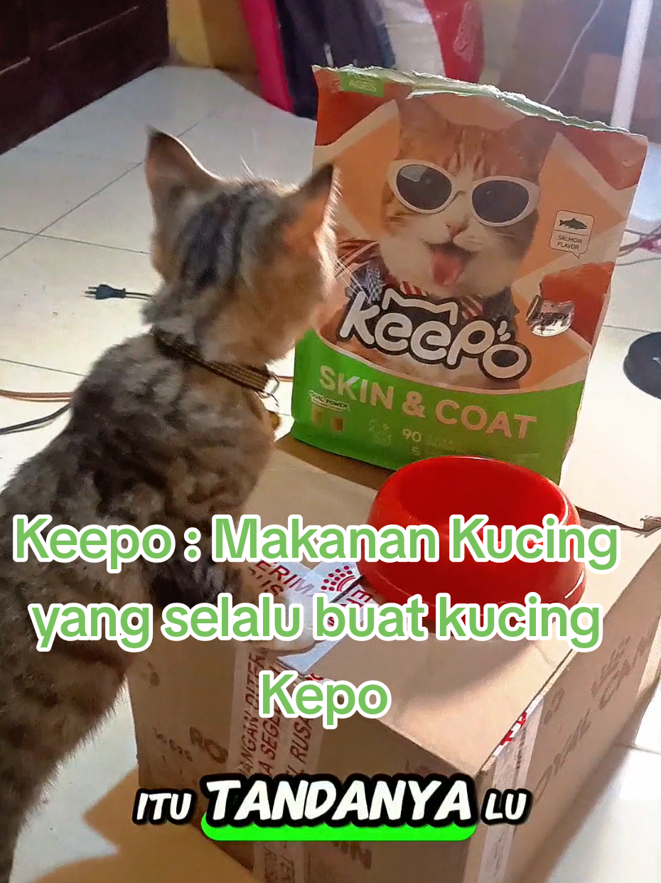 @Medayo Petcare