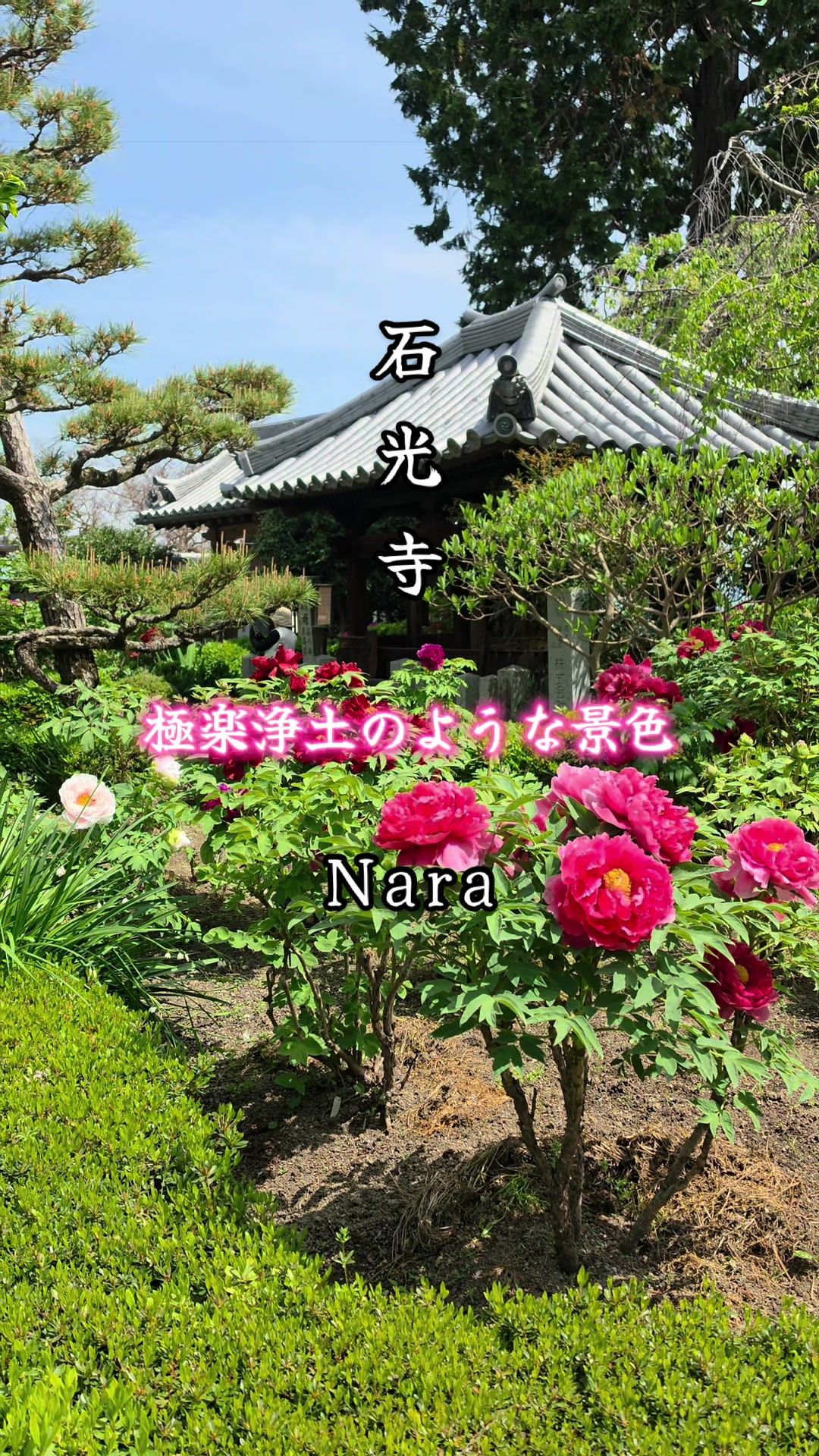 @星来⭐️セイ