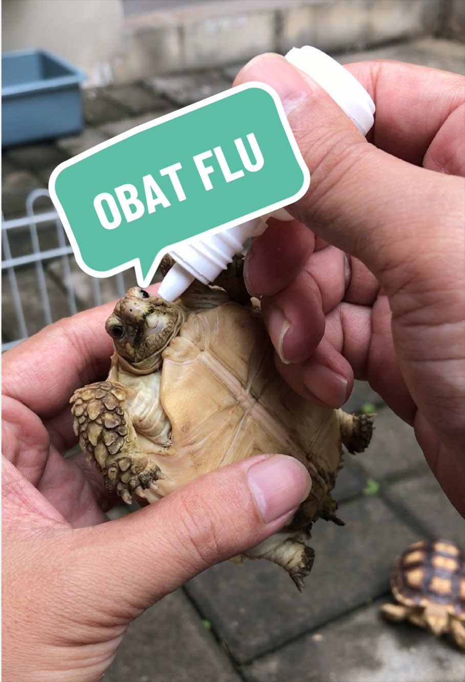 @MYtortojourney 🐢