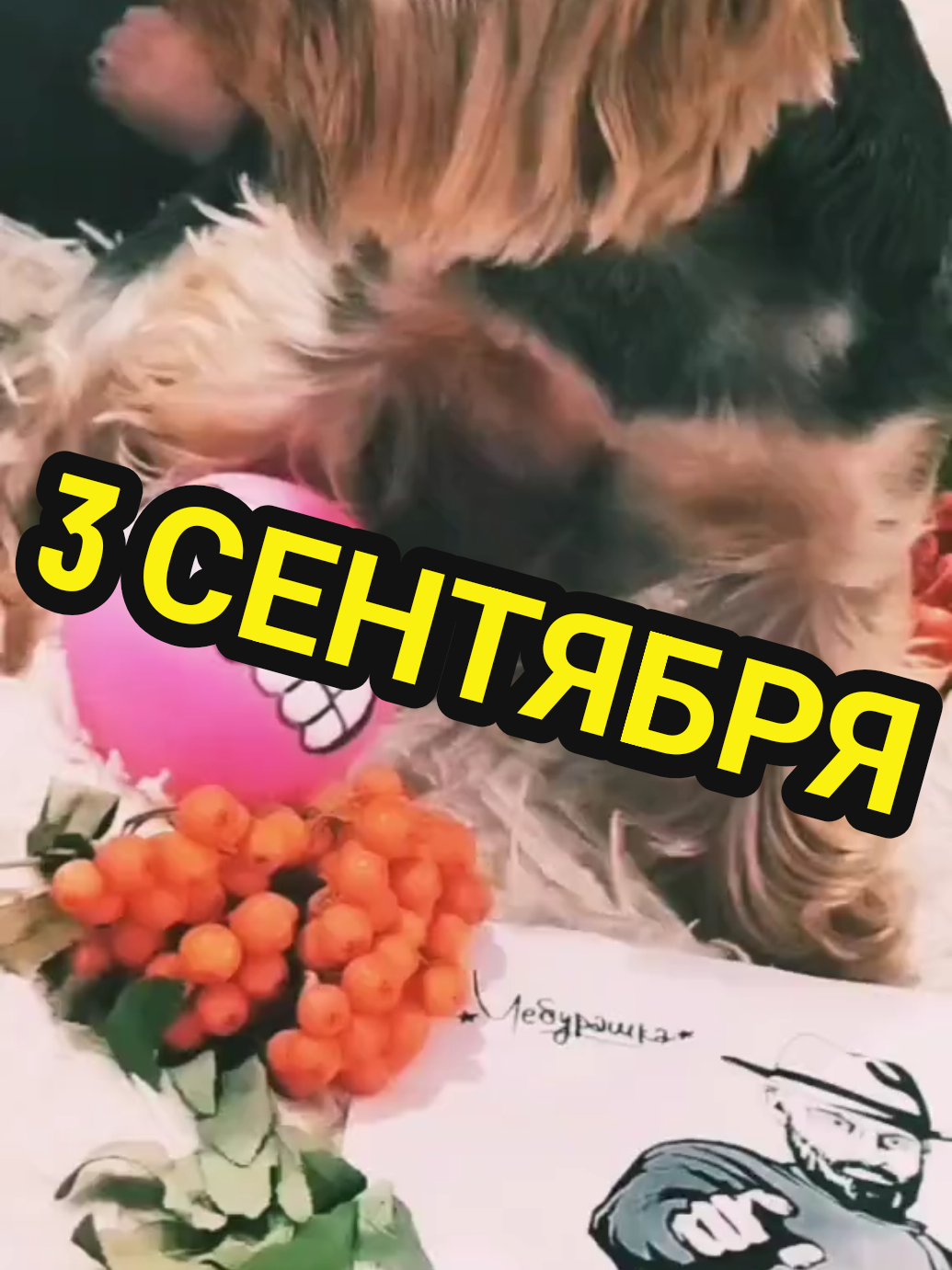 @🤟Веня Машаранский✌
