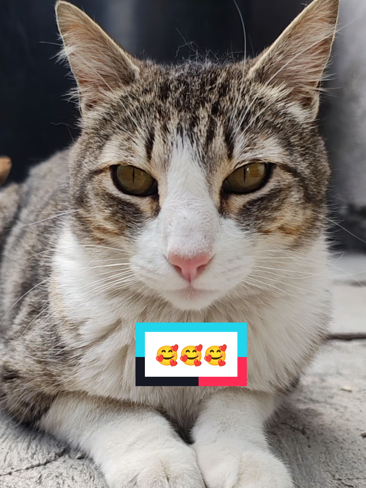@Lunita🐱🌜