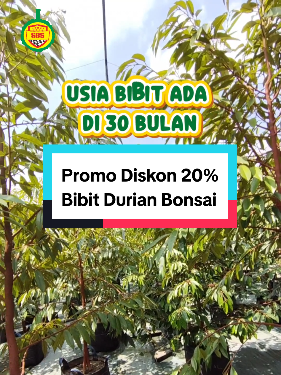@Produksi Buah_SBS