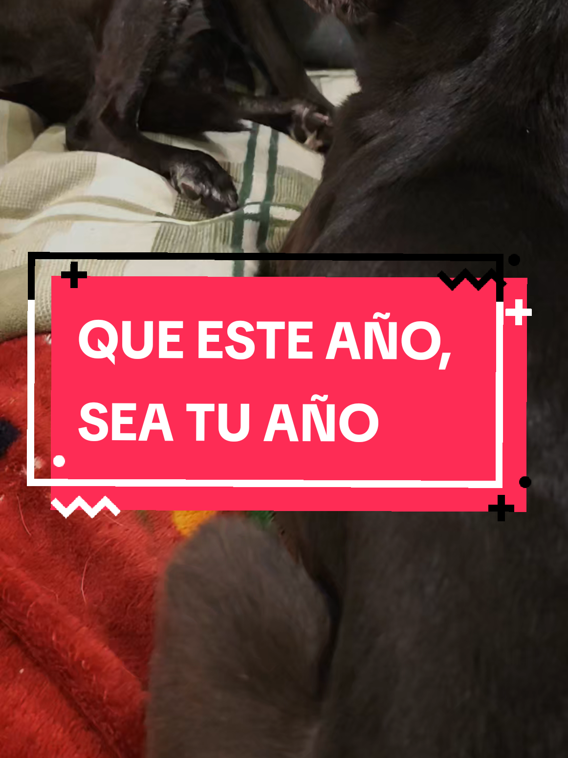 @Oscar Mongeotti