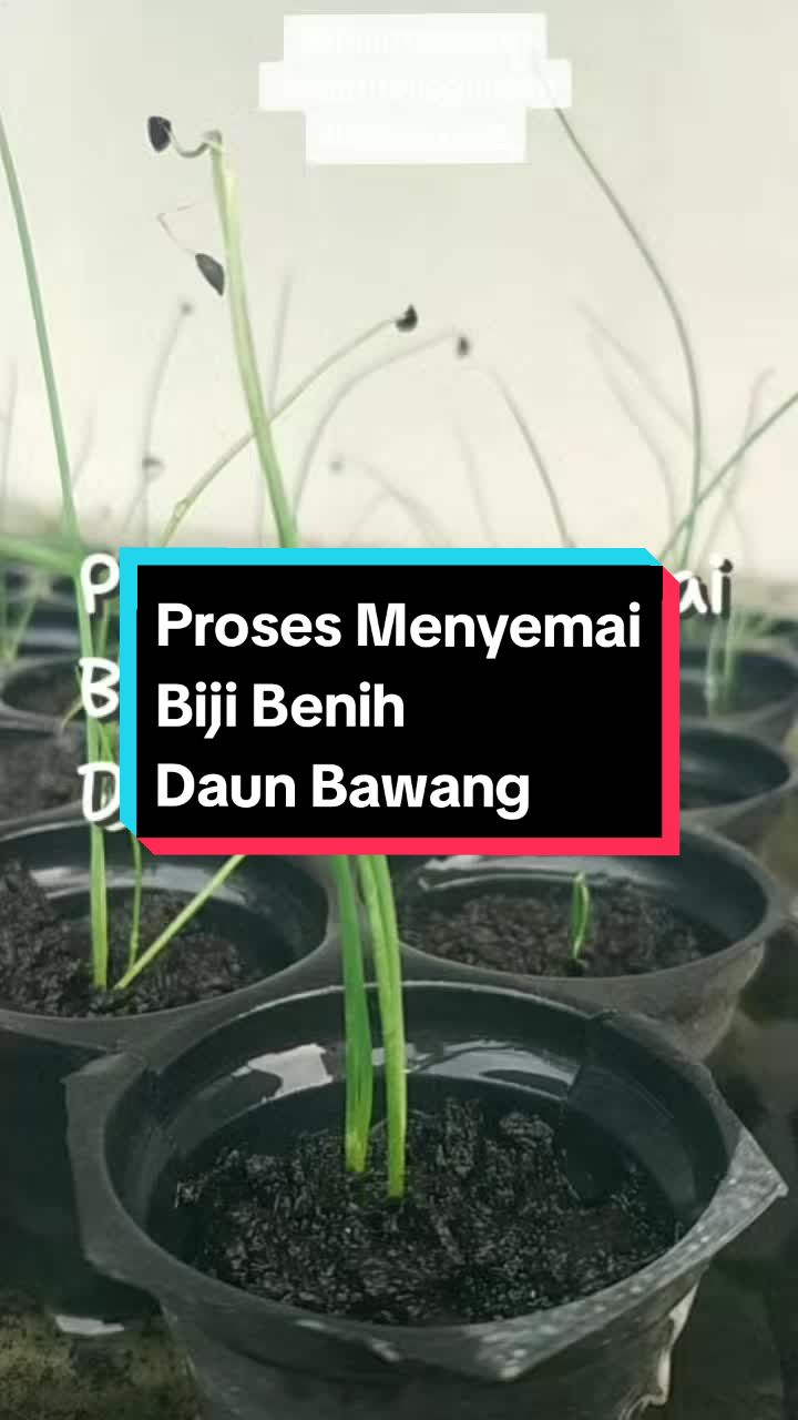 @Kakak Rose