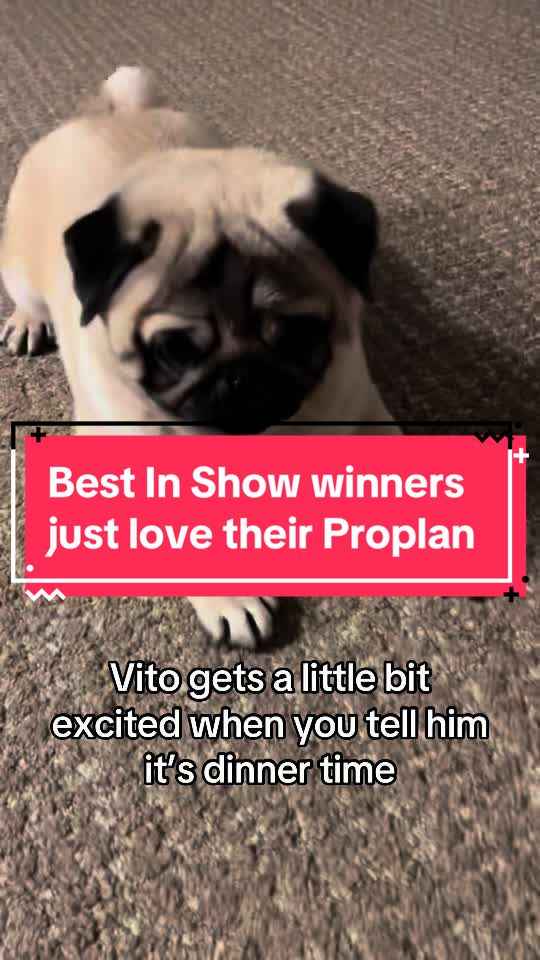 @Vito The Pug