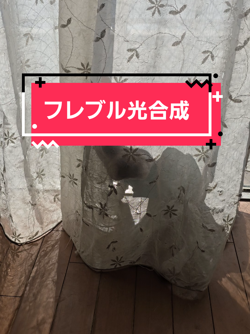 @フレブルJesse ❤️ MyO