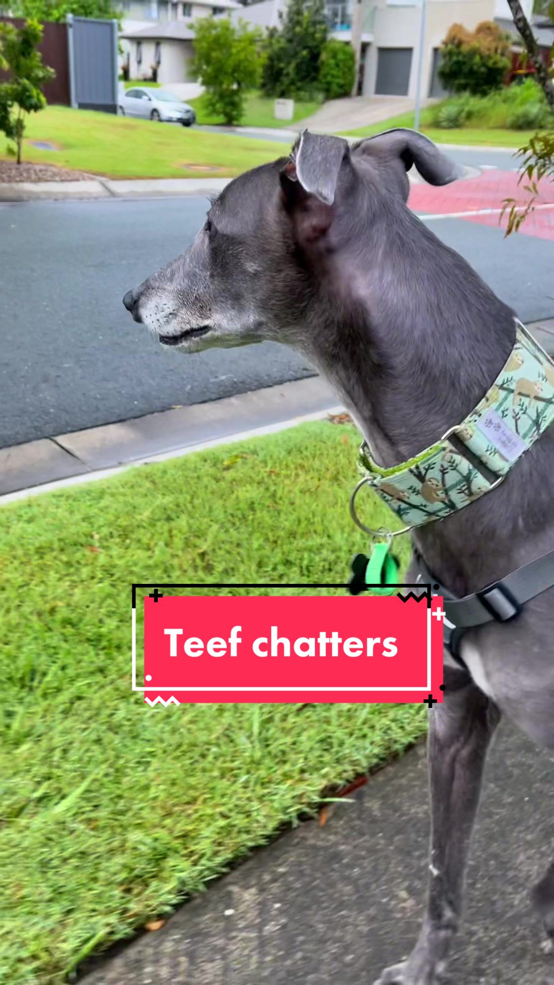 @harrythegreathound