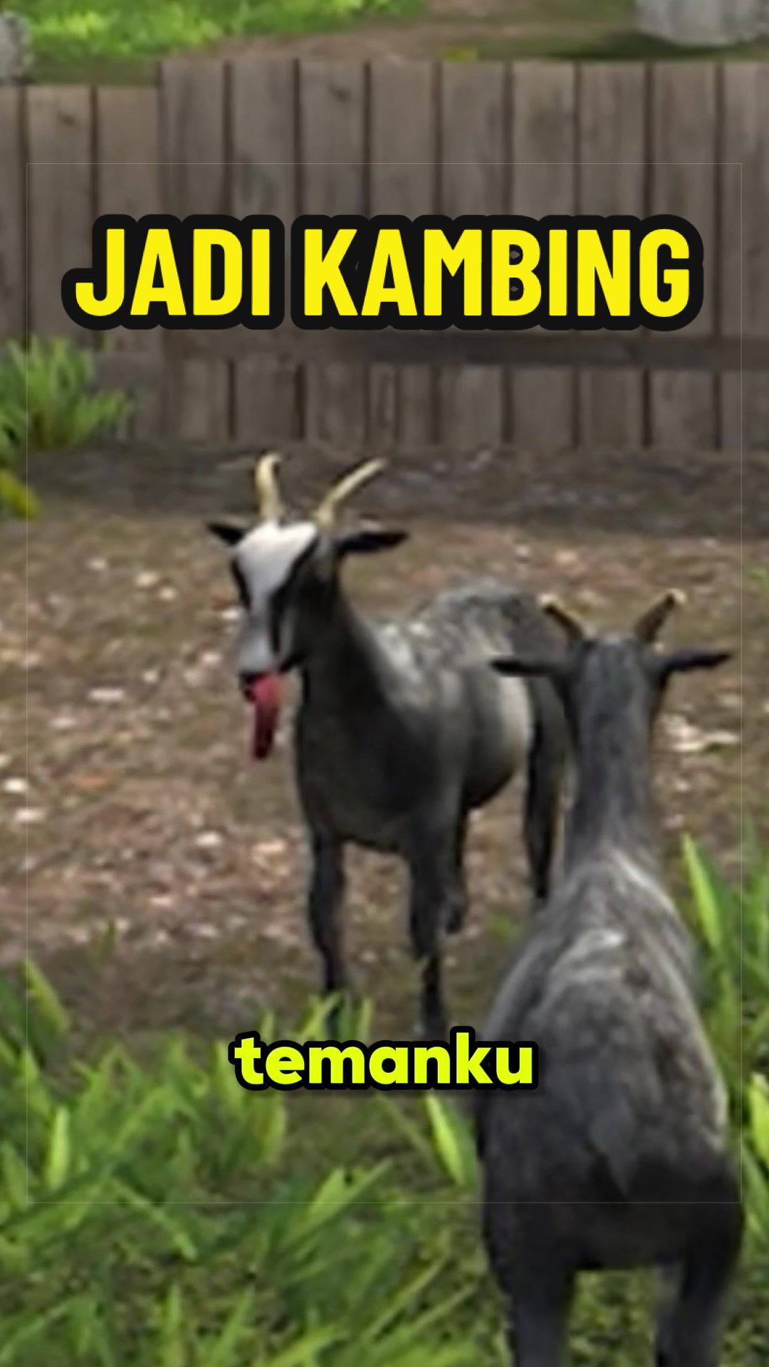 @Kiru si kura