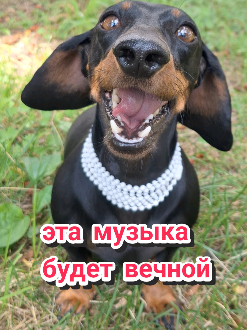 @ШПУЛЬКА. Весёлая такса!