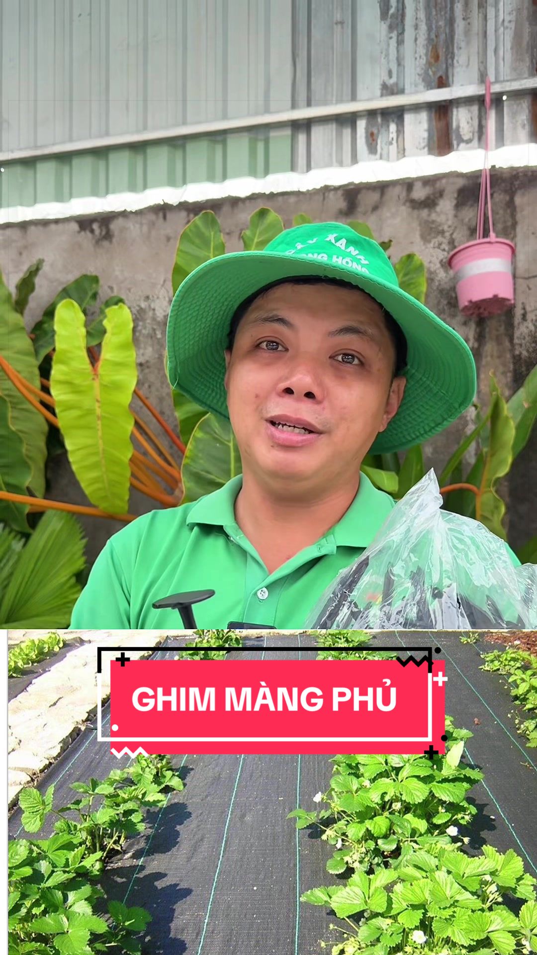 @Cây Xanh Phong Hồng