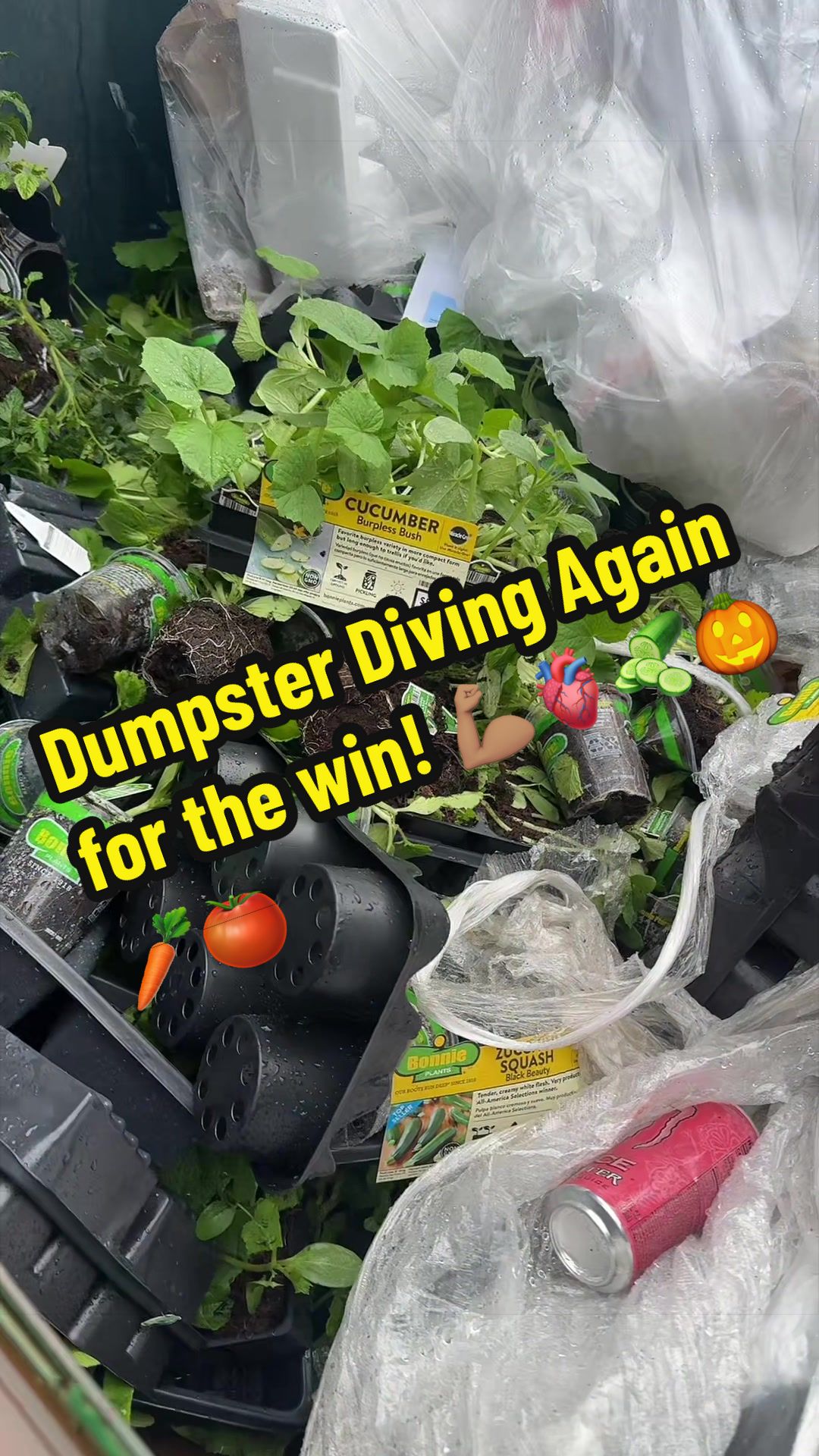 @mjdafarmer