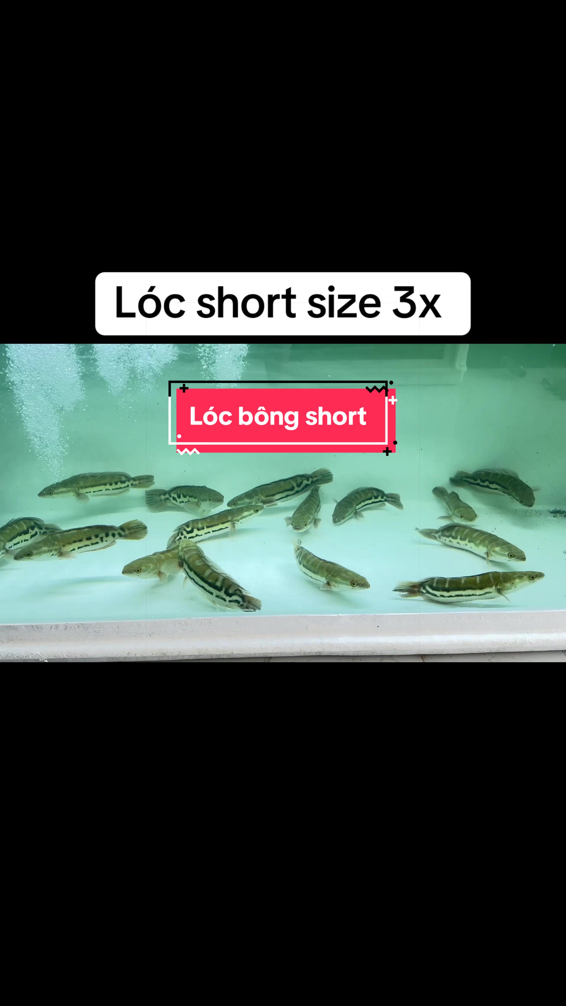 @Ph&aacute;t Đạt B&aacute;n C&aacute; 😎🐠🦈