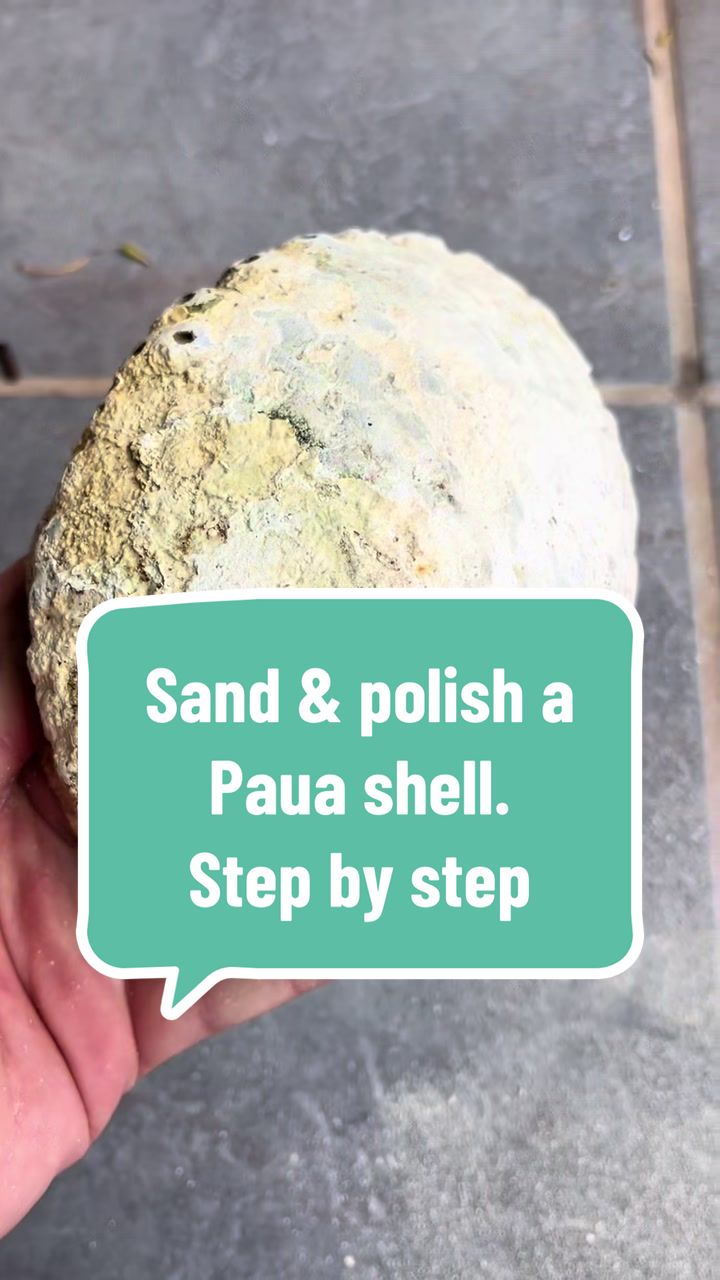 @Dusty J Designs | Shells