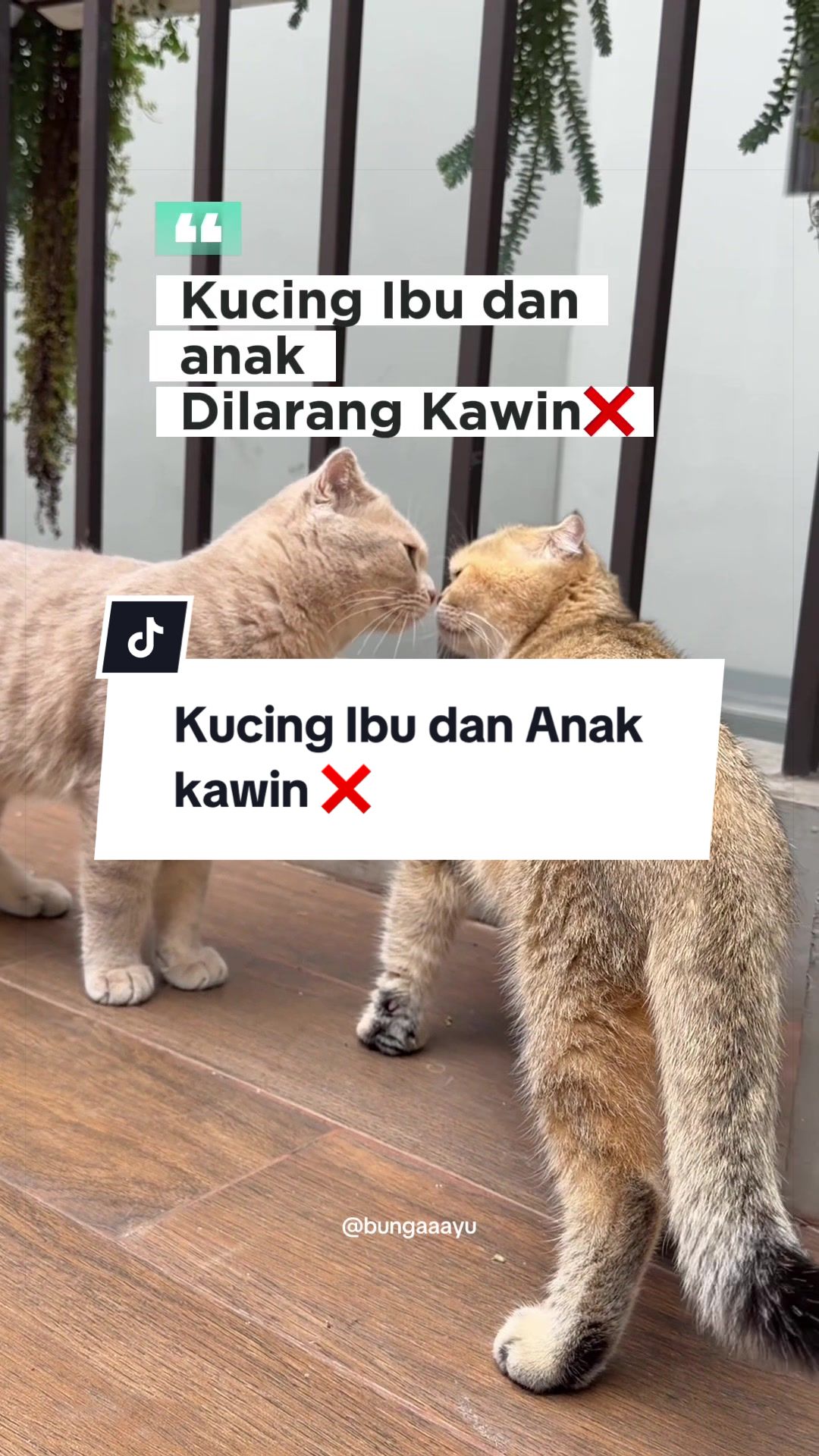 @Bunga Ayu