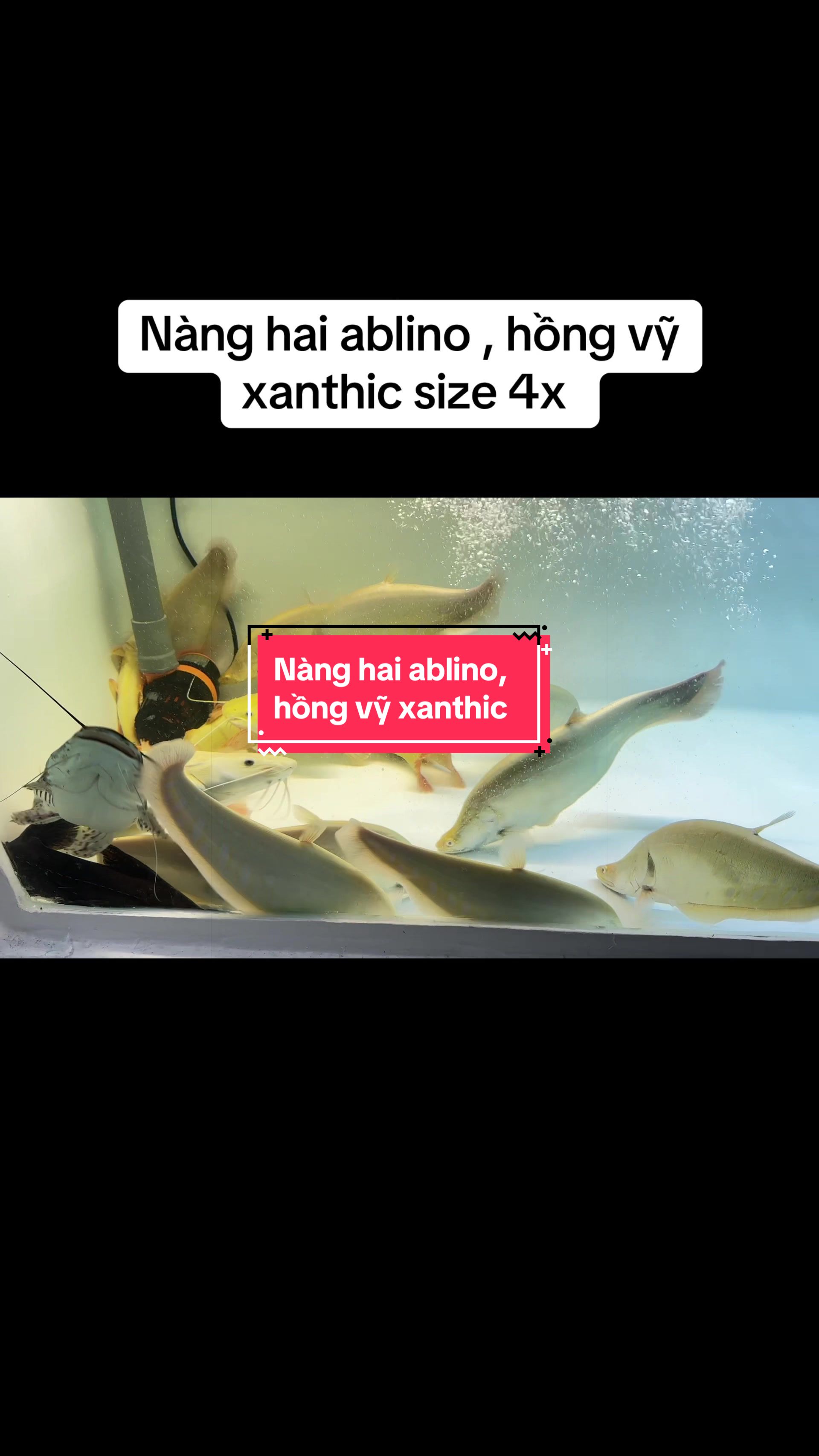 @Ph&aacute;t Đạt B&aacute;n C&aacute; 😎🐠🦈