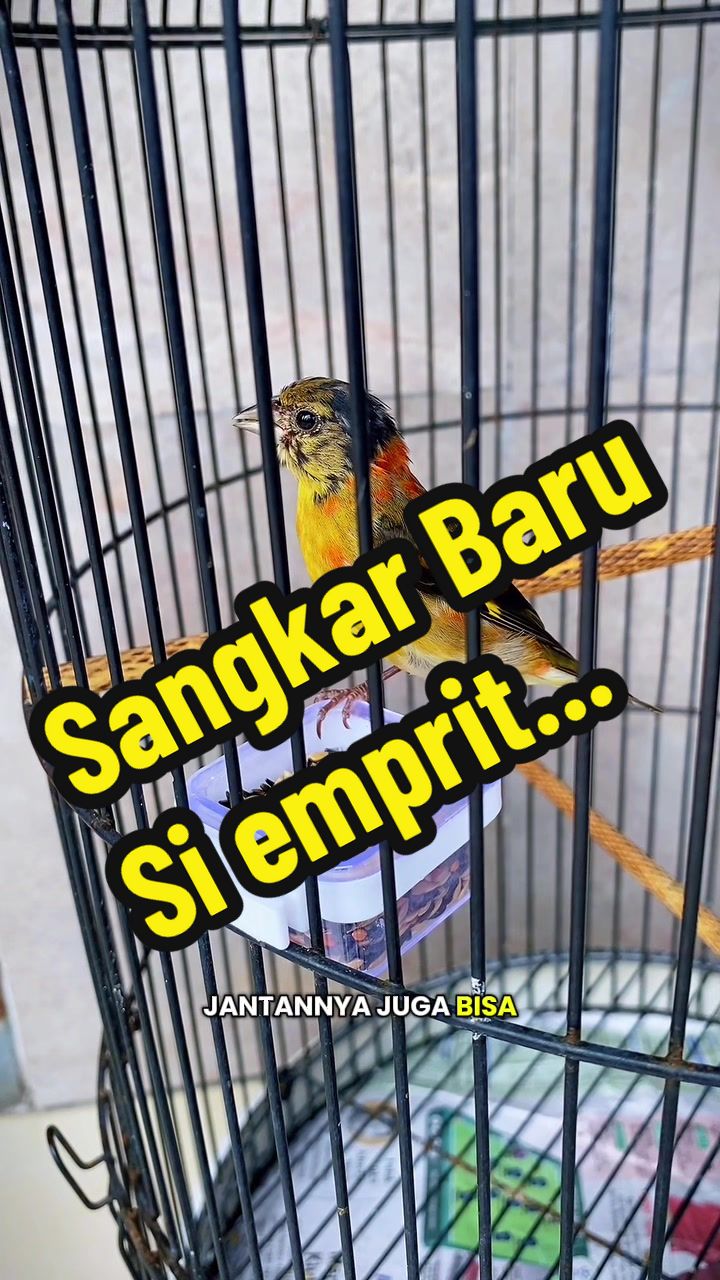 @GeDang Manuk