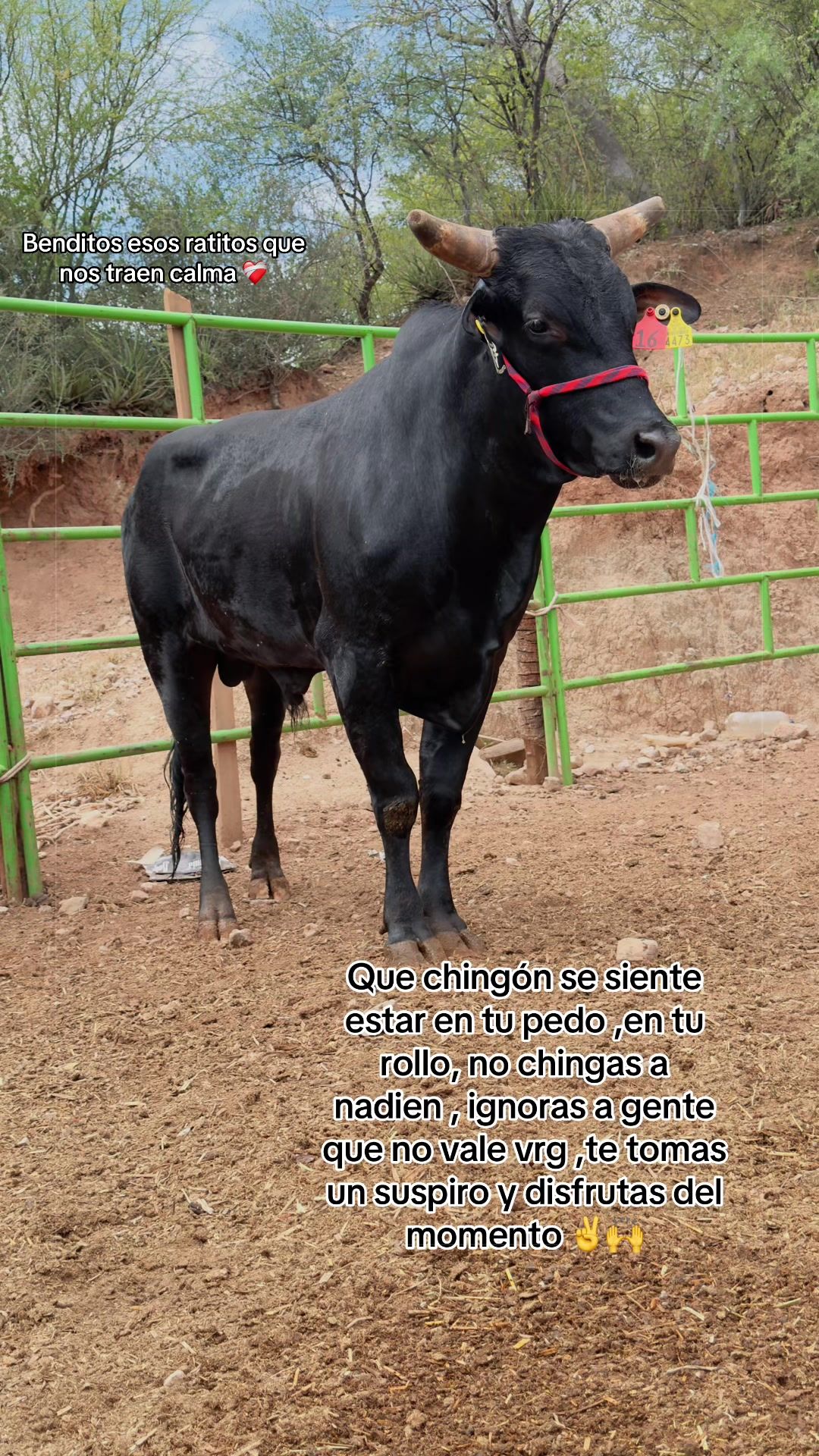 @Ana Bolaños