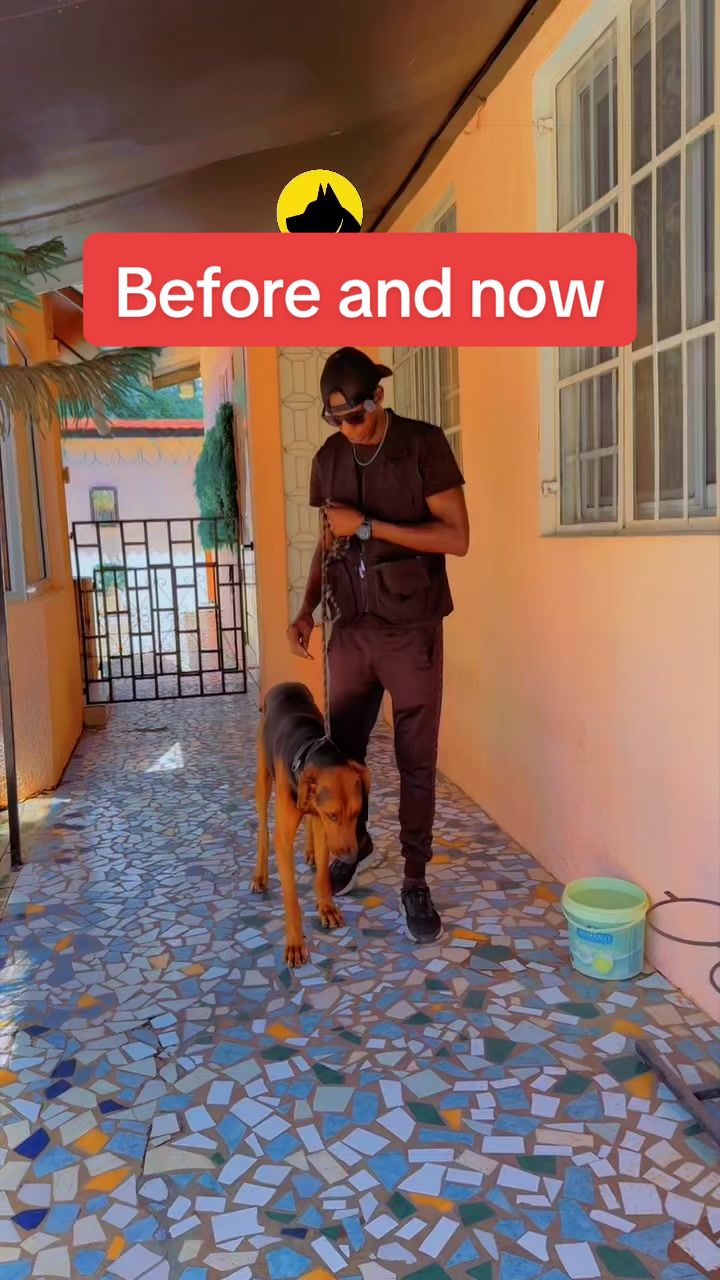 @Dog Master