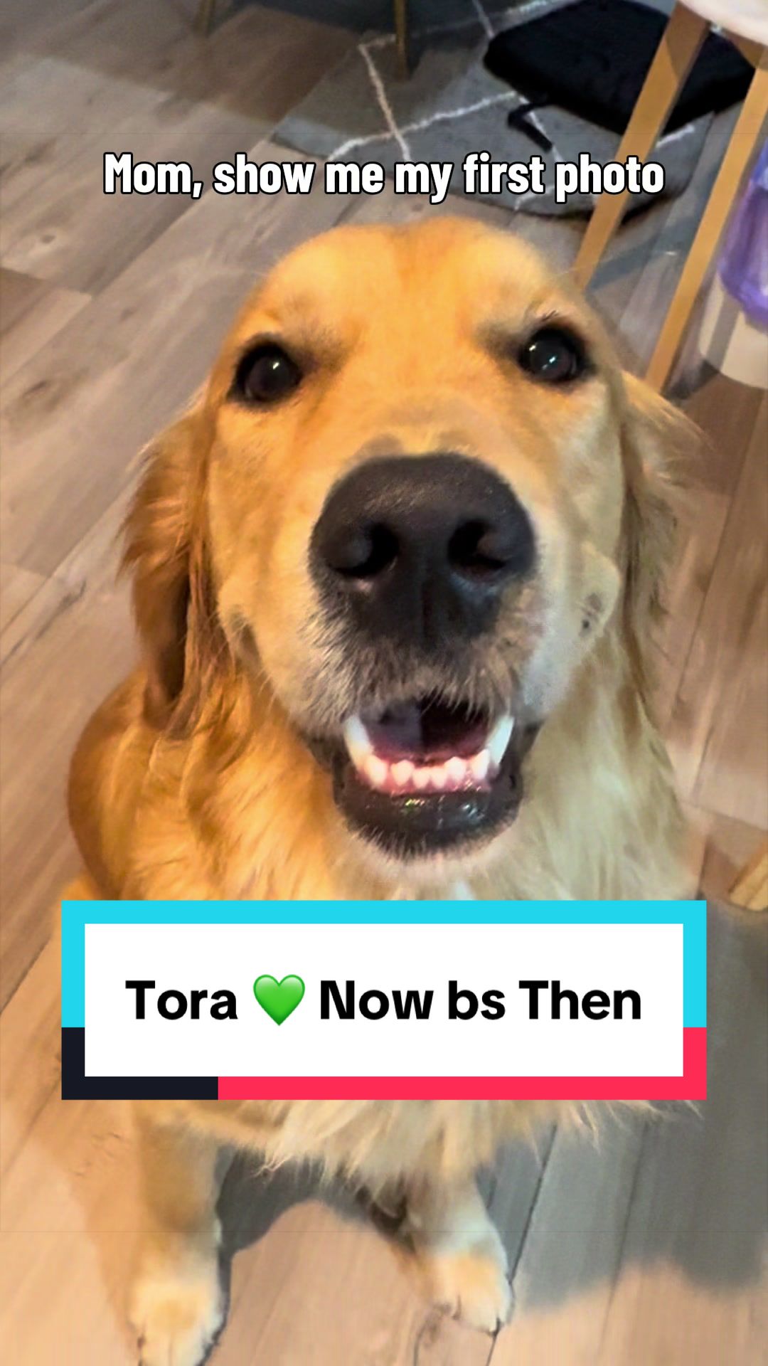 @3goldenretriever