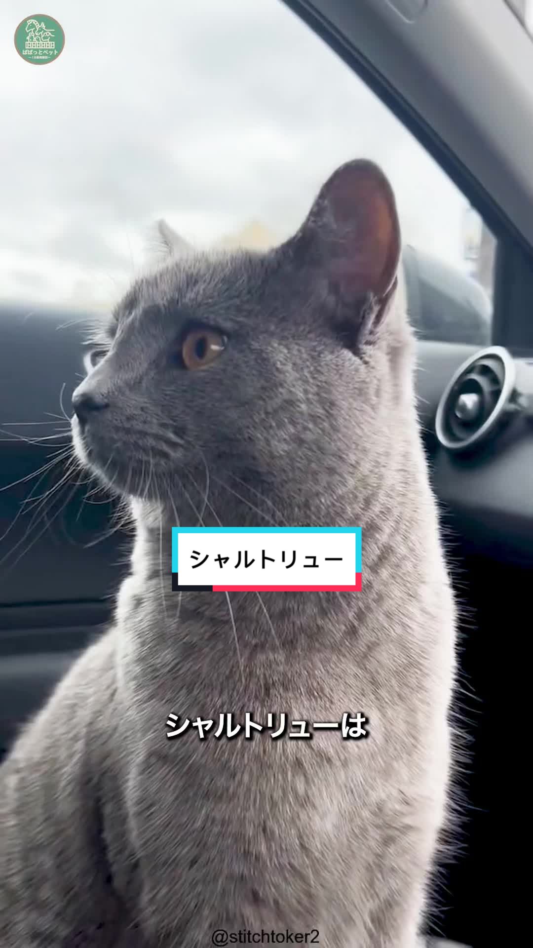 @ぱぱっとペット【動物1分解説】