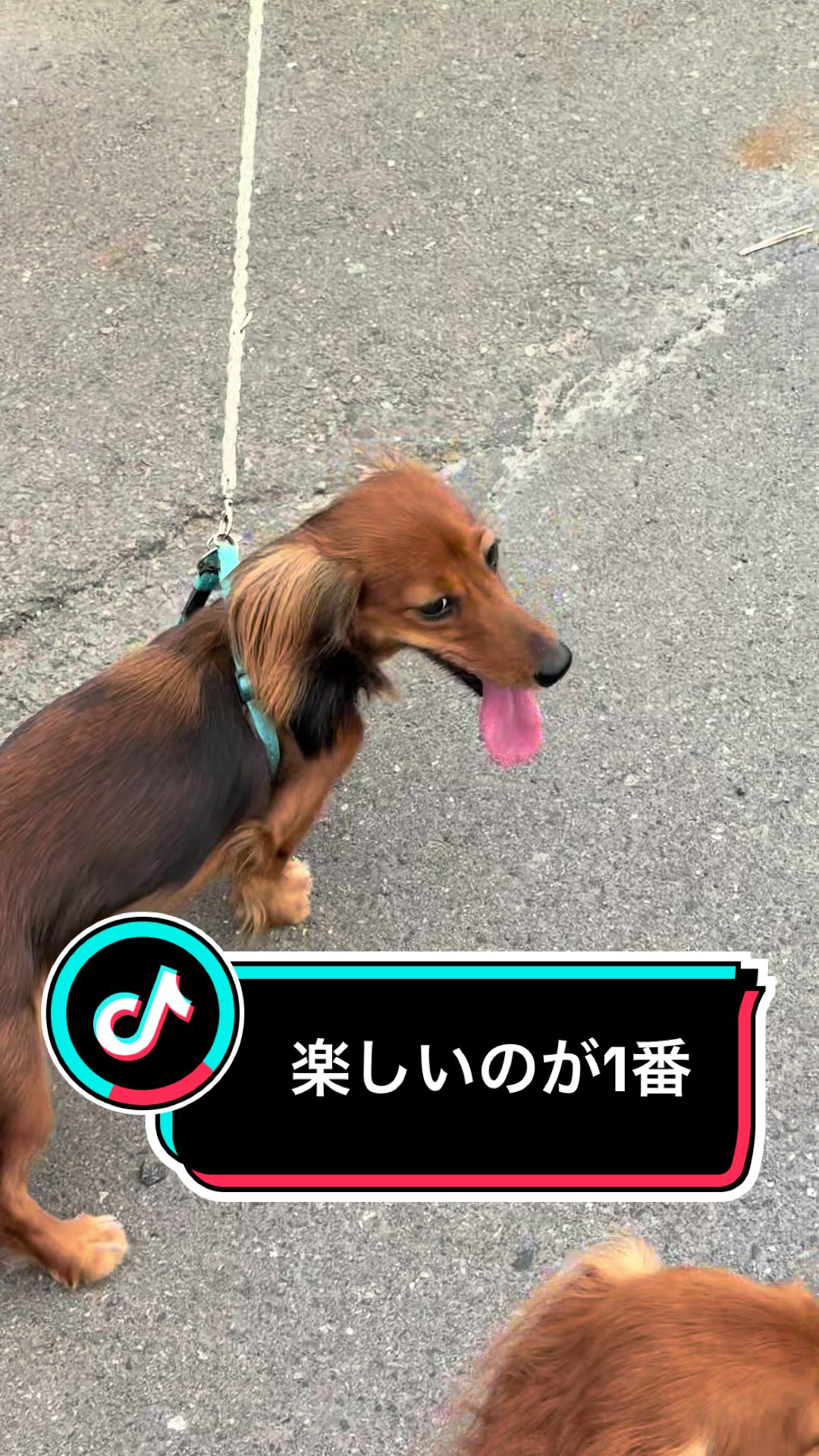 @ダックス愛好家(ワンワンパパ)