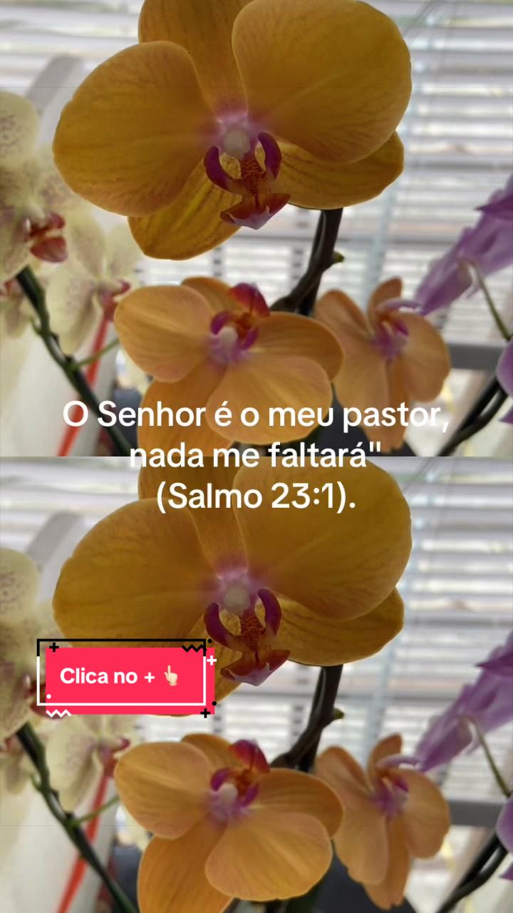 @Achadinhos Prime