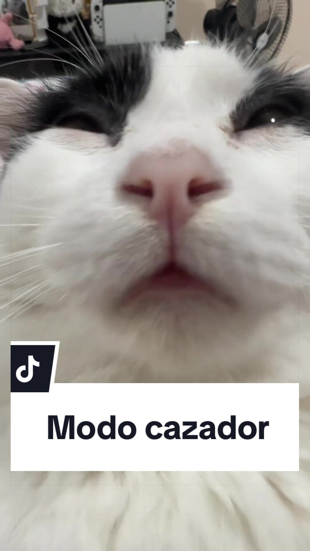 @pepe_el_gordillo