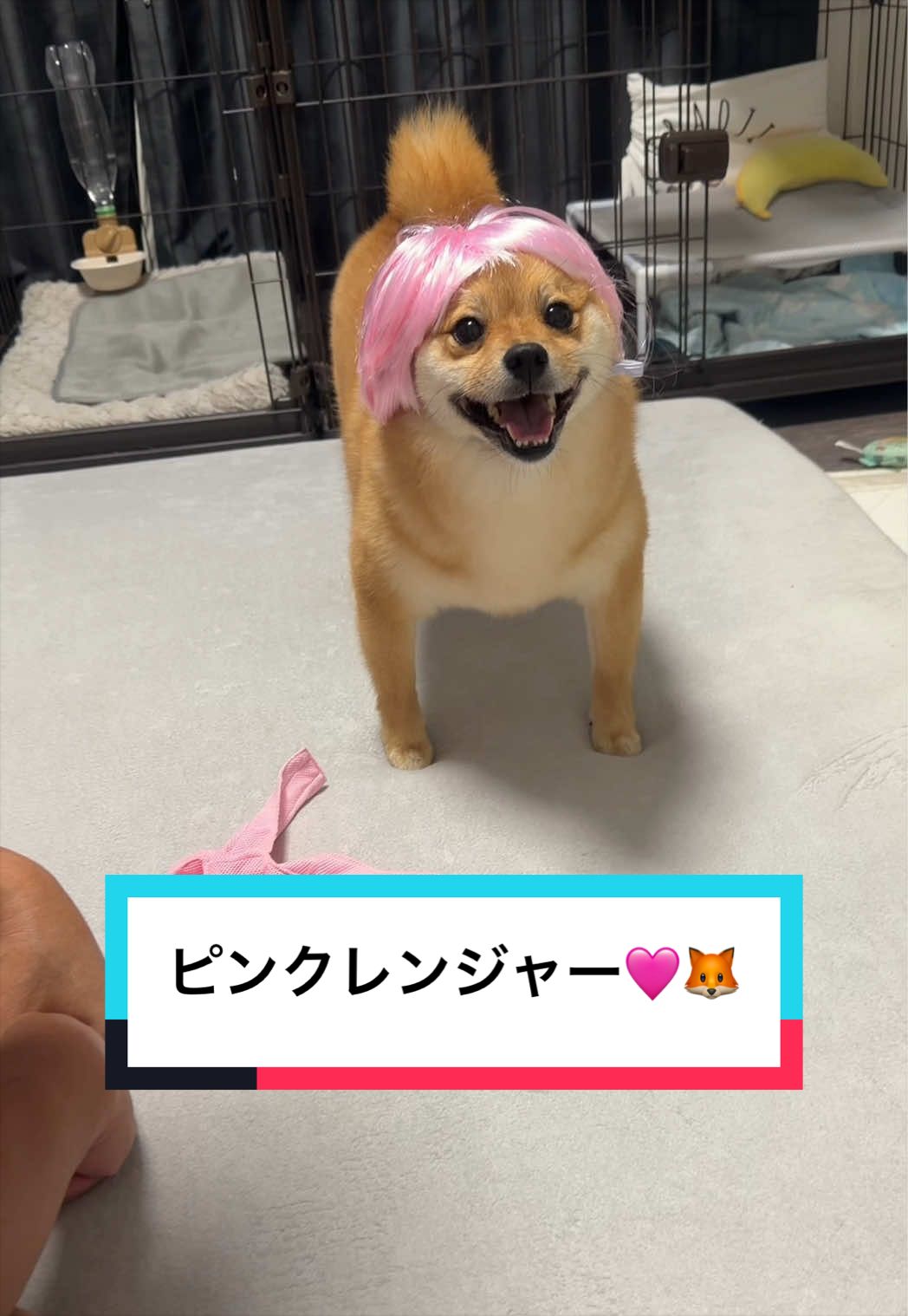 @9/28🎂おじ生誕祭🐶とん&ぺっぺこぺー🦊