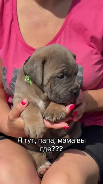 @Кане Корсо