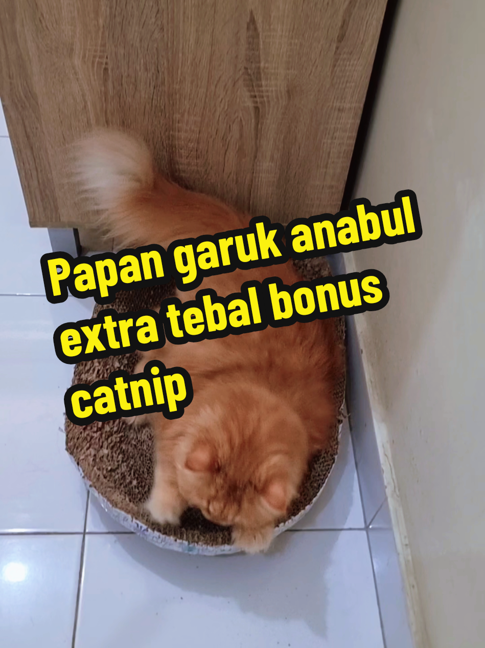 @Chiki and Chiko