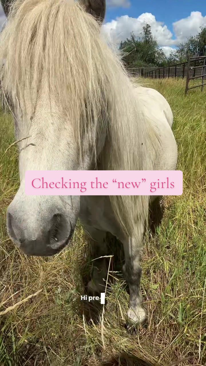 @Becca | Life + Animals 🇨🇦