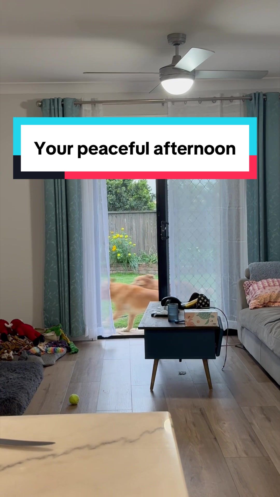 @3goldenretriever