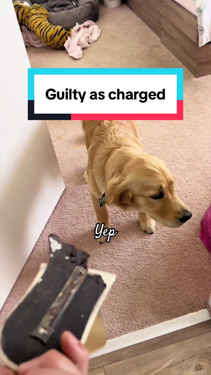@3goldenretriever