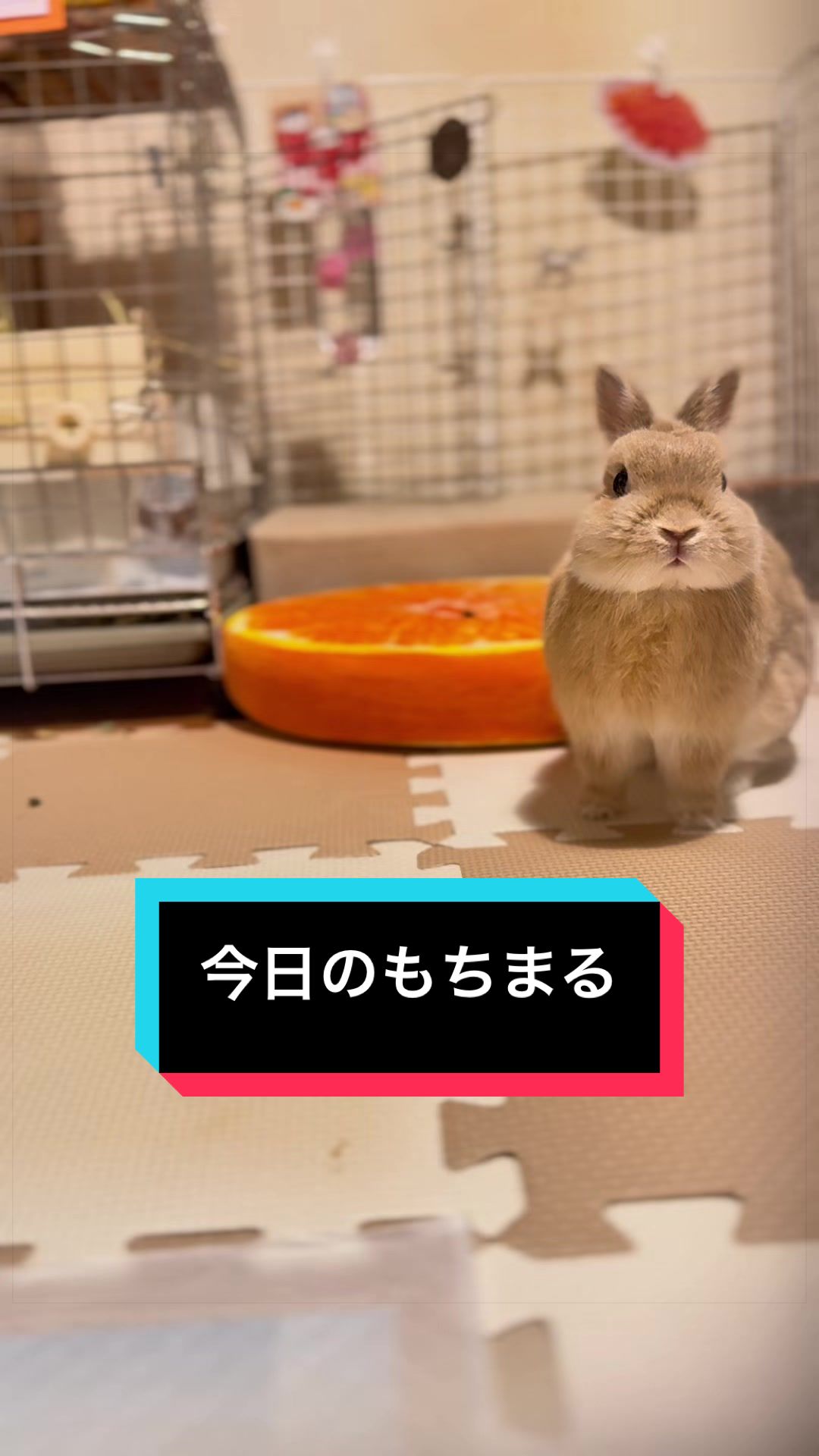 @うさぎのもちまる