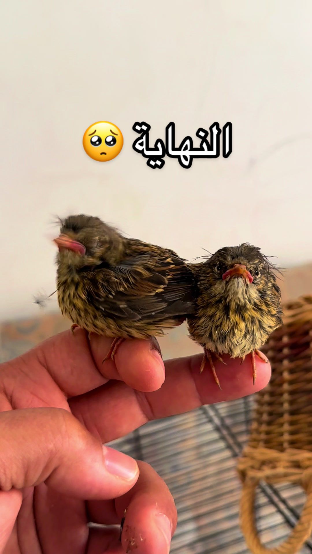@ابونمر الملاكم MUSTAFA🇩🇪🇮🇶