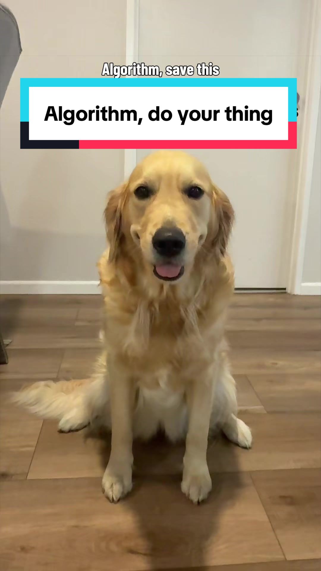 @3goldenretriever