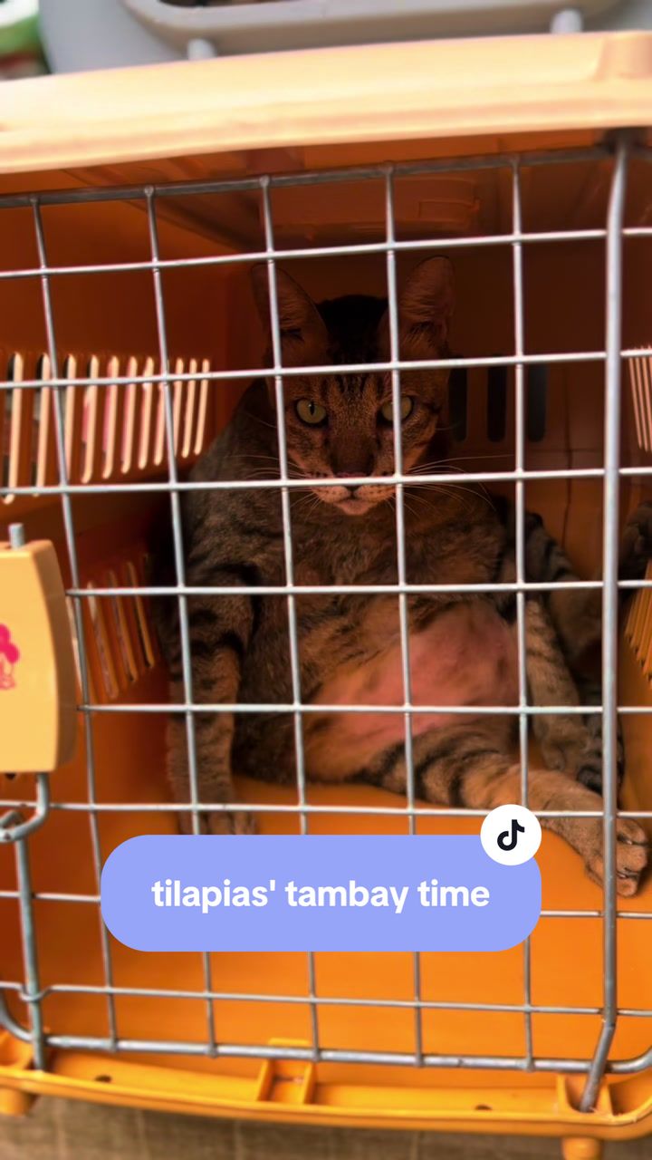 @17meows